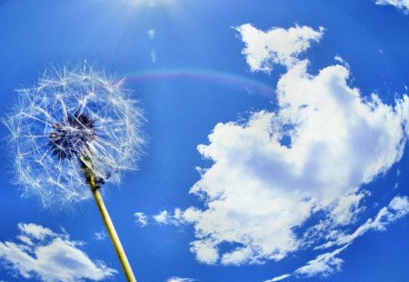 Dandelion - blue, cloud, flower, sun, sky