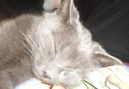 My little Missy - pet, cat, russian blue, feline, sleeping