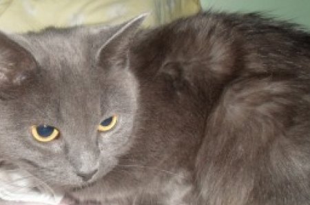 My cat, Missy  - pet, bed, feline, russian blue, cat