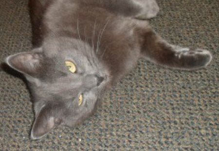 Missy 3 - pet, feline, cute, russian blue, cat