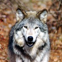 Grey Wolf posing