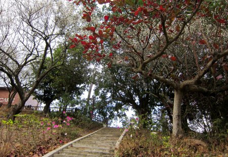 Plum Park - flower, trails, park, plum