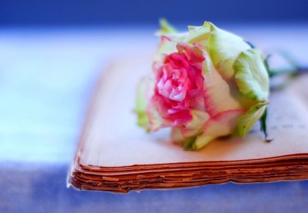 VINTAGE LOVE NOVEL - old, flower, book, rose