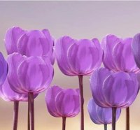 Purple tulips