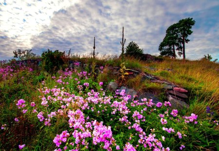 ARRIVAL of SPRING - flowers, nature, landscape, spring, field, sky