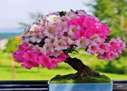 Small tree - nature, white flowers, small tree, pink