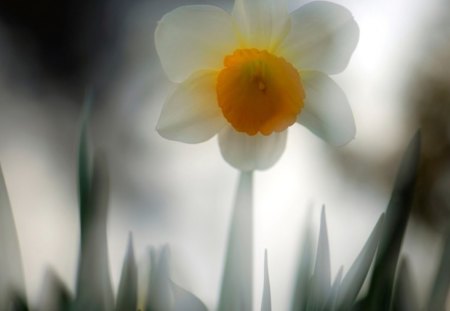 ✿ - black, white, yellow, light, daffodil