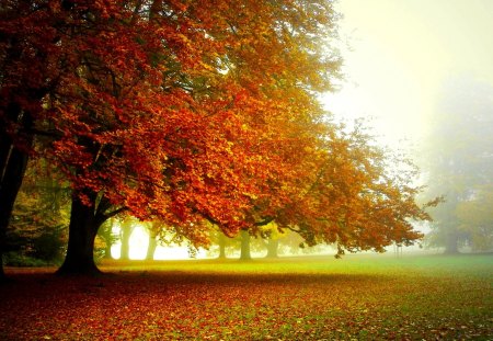 ORANGE FALL - nature, autumn, forest, trees