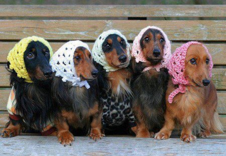 Cute dogs - knitted kerchief, dismay, yellow, lovely, pink, colorful, white, dogs, look, cute