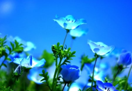 BLUE SPRING - flowers, nature, blue, spring, field