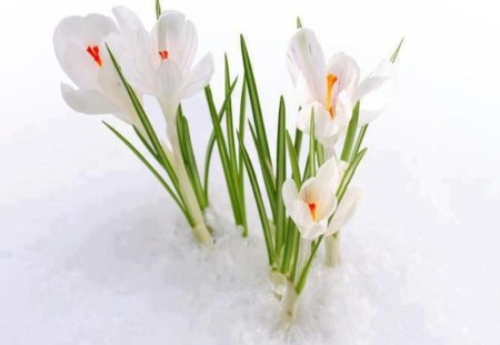 Flowers winter - white, nature, iced, green leaves, beautiful, winter, flowers