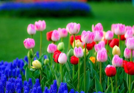 FLOWER FIELD - flowers, tulips, spring, field, lupins