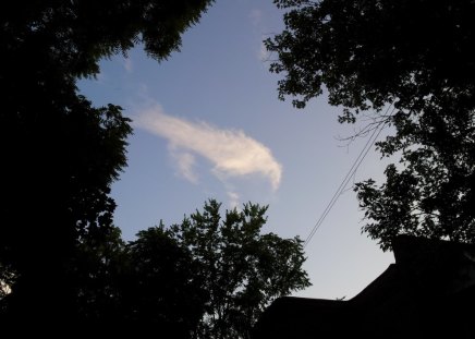 Bird in the cloud - clouds, birds, trees