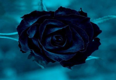 Blue Rose - blue rose, amazing, beautiful, blue background