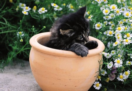 Black kitten in a flowerpot - black, flowerpot, kitten, feline, cute