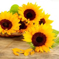 Sunflowers