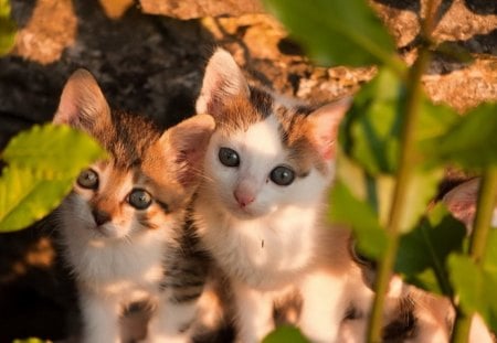 Two kittens hiding in bush - cute, kitten, leaves, feline