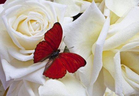 gentle touch - white, butterfly, rose, red