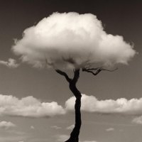 tree cloud