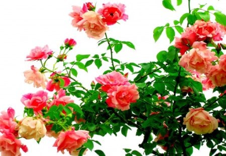 SPRING in PINK - thorns, roses, plant, leves, spring