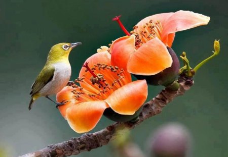 Flowers And Bird - bird, animal, petal, nature, flower, plant