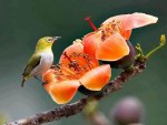 Flowers And Bird