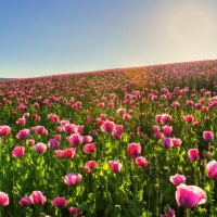 Hillside Field of Pink Poppy Flowers