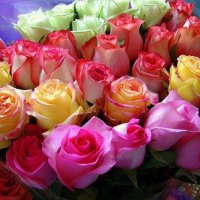 Colorful Roses