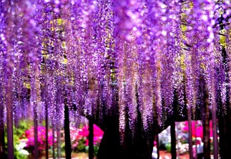 WISTERIA TREE - ytree, nature, wisteria, park, spring