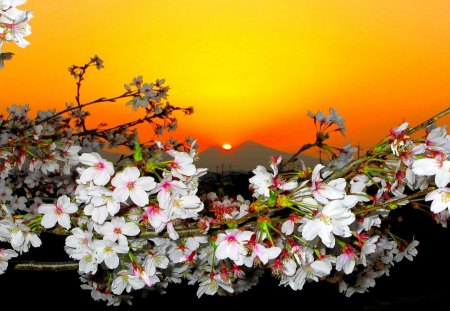 SPRING DUSK - nature, sakura, mountains, sinset, spring