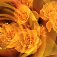 YELLOW ROSES