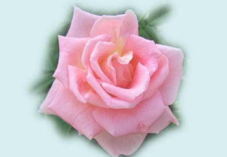 beauty - rose, flower, pink, beautiful