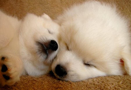 SLEEPING CUTENESS - white, duo, puppies, labs, sleeping