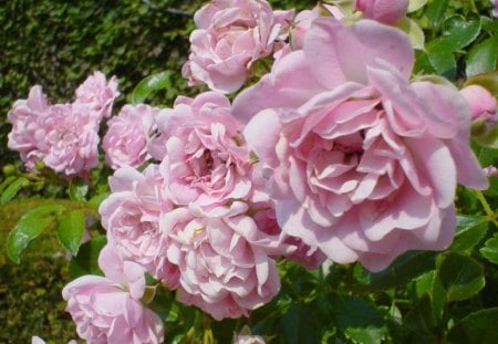 rose bush - flowers, bush, garden, rose, pink