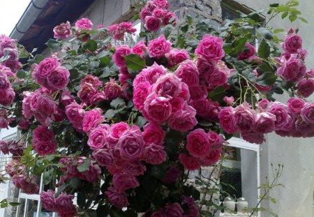 garden roses - fence, roses, bush, pink, garden