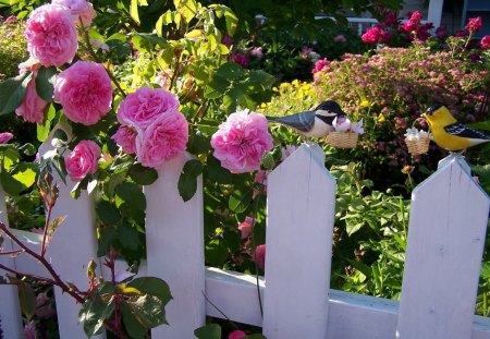 roses on the fence - fence, pink, rose, garden, birds