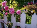 roses on the fence