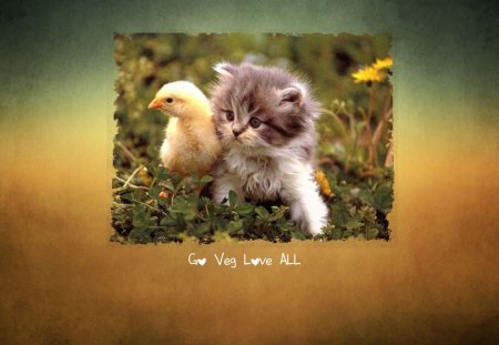 love all go veg - bird, chicken, chick, love, cat, vegetarian, veg, kitten, vegan, wallpaper