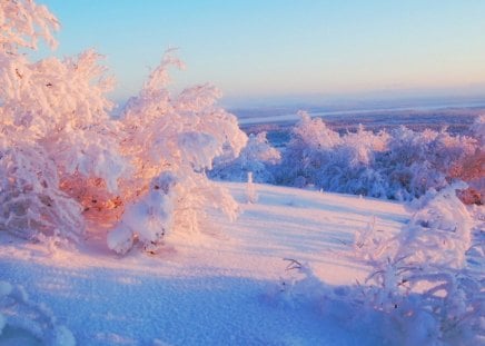 Frozen pink - cold, sunlight, pink, snow, winter, hue