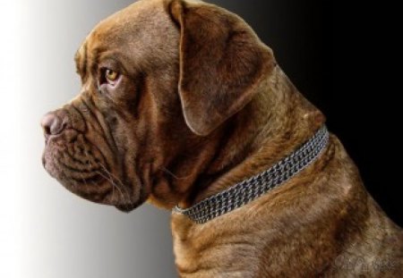 Sentry - mastiff, love, protection, dog