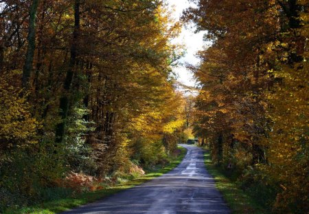 *** Road through the autumnal forest *** - road, trees, nature, autumn, colorful