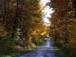 *** Road through the autumnal forest ***