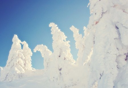 *** Winter in the woods *** - trees, white, winter, nature, snow