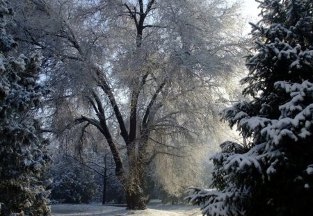 *** Frosted winter trees *** - trees, winter, frosted, nature, snow