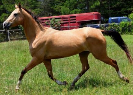 trotting colt in the grass - trotting, grass, horse, colt