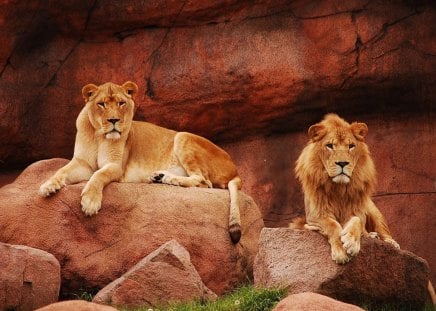 old couple lions - cat, old, wilds, lions