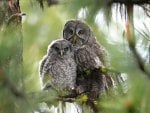 Owls couple on the tree