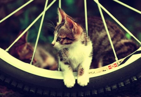 cat on the wheel - feline, cats, wheel, grass