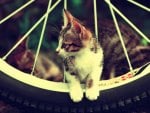 cat on the wheel