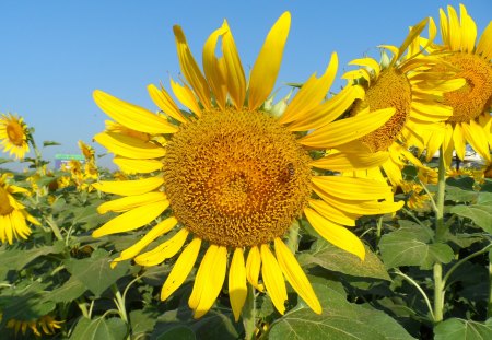 sunflower - field, flower, sunflower, sun